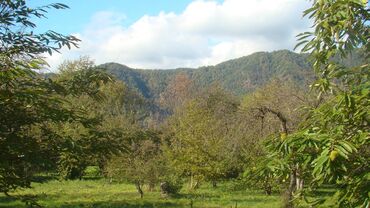 Torpaq sahələrinin satışı: 74 sot, Kupça (Çıxarış) -da lalafo.az — 14 Torpaq sahələrinin satışı: 74 sot, Kupça (Çıxarış) — 14