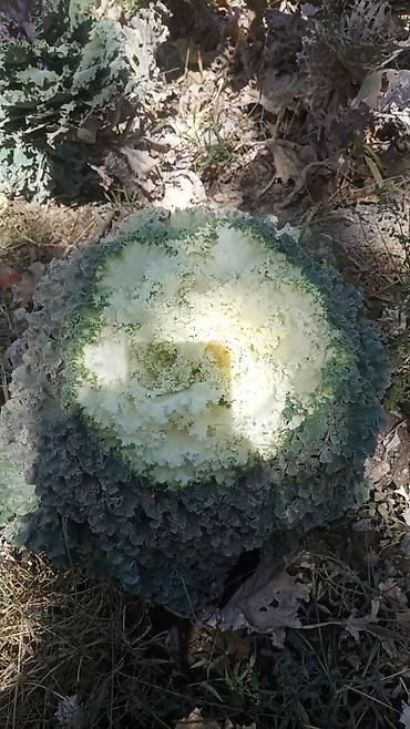 кот костюм: Декоративная капуста (Brassica oleracea var. acephala) для озеленения — 3