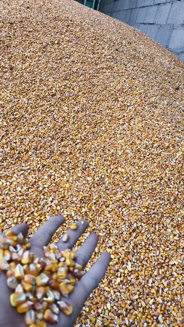 отдых на иссыккуле номера: Продаю Кукурузу сорт местный чистый сухой