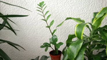 Sobne biljke: Zamija, jednostavna za održavanje