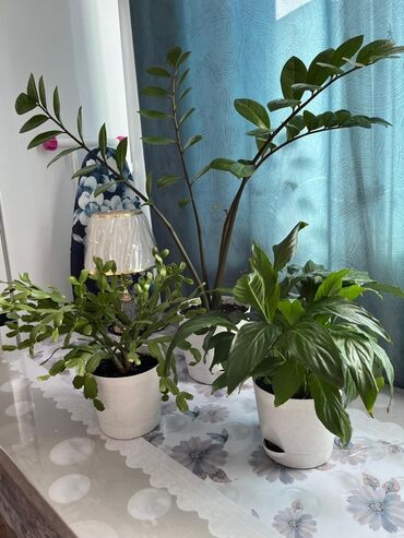 зонтик для рынка: Цветы для дома отдам всё за 5000тыс если отдельно каждый 1500сом