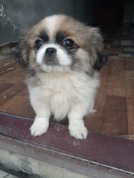 İtlər: Pekines, 1 ay, Dişi, Ödənişli çatdırılma — 1