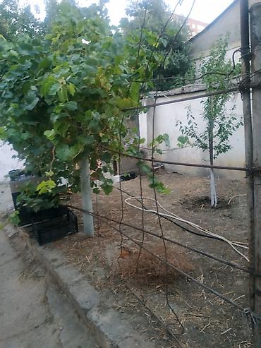 Torpaq: 4 sot, Tikinti, Makler, Kupça (Çıxarış) — 6