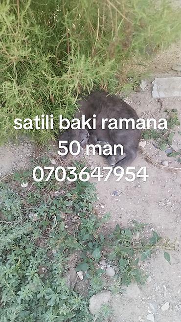 Məhsul: Pişik (boz rəng) Təsvir: - Boz rəngli ev pişiyi - Şəkildə lalafo.az -da Məhsul: Pişik (boz rəng) Təsvir: - Boz rəngli ev pişiyi - Şəkildə