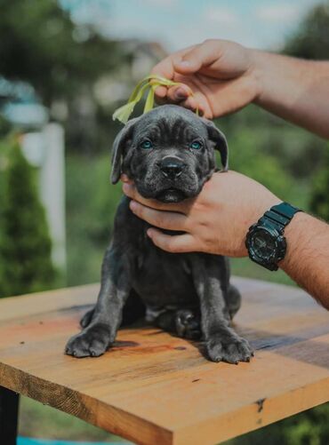 Psi: Postanite vlasnik jednog od naših vrhunskih Cane Corso štenaca — 8