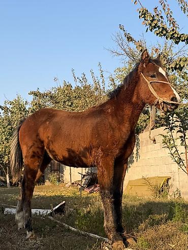 кой эдилбай: Продаю | Жеребец — 2
