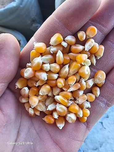 Эспарцет: Эспарцет [тюп район ],кара беде урону [кара балтаныкы — 7