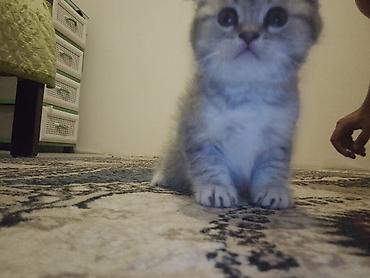 bala pisiklər: SATILIR — 3