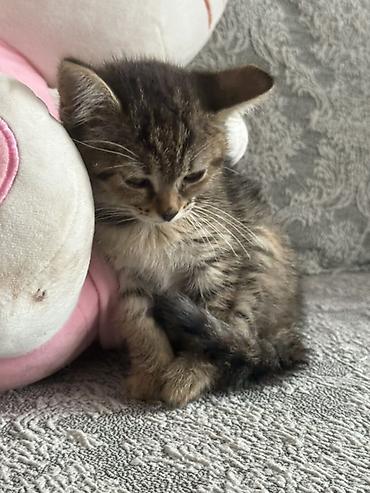 Отдам даром кошку: 2 месяца, Девочка, Метис — 2