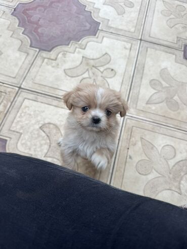 İtlər: Pekines, 2 ay, Peyvəndli — 11