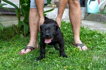 Psi: Sa ponosom predstavljamo vrhunske štence rase Južnoafrički mastif – — 18