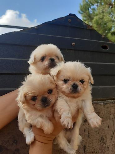 pekines it: - Şirin, balaca ölçülü ev itləri. Fotolarda fərqli balalar göstərilir — 2