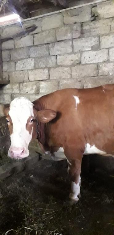 Inəklər, öküzlər: Cəmi 2 qarın doğmuş cavancins maldi və kök-iridi Maşallah Nömrenin — 1