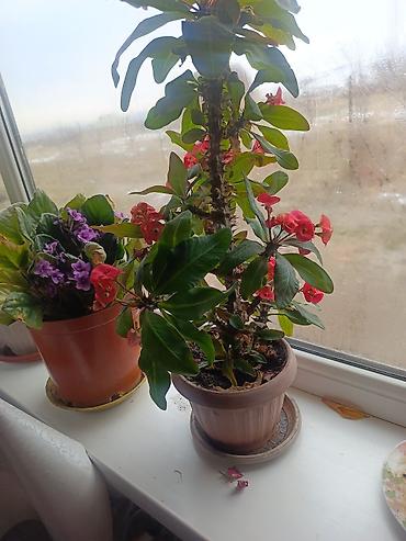 Другие комнатные растения: Срочна ❗ Комнатный гулдордун турлору коп. Баарын жакшы баада берем — 13