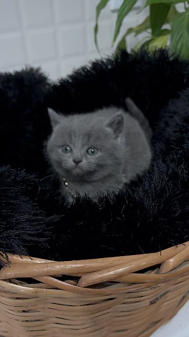 Pişiklər: Britan — 3