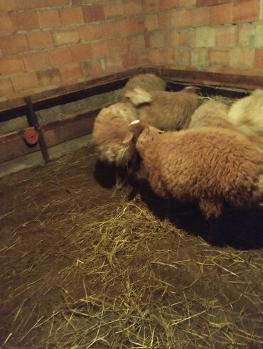 Quzu: 7disi 1erket 270 manat reyal alıcıya endirim olacaq .Fikri ciddi olan — 8