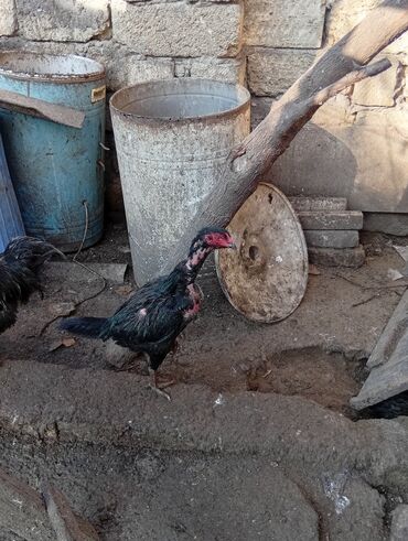 heyratı o şamo: Xoruz, Heyratı, il: 1, Ünvandan götürmə