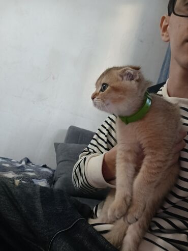 Akvarium aksessuar və ləvazimatları: Qızıl şinşilla, Dişi, Yaxşı əllərə, Ünvandan götürmə, Ödənişli çatdırılma