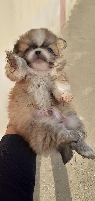 İtlər: Pekines, 1 ay, Peyvəndli — 8