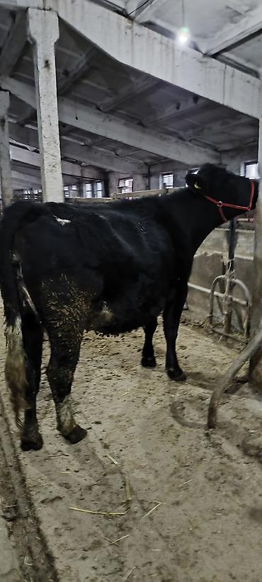 Коровы, быки: Продаю | Корова (самка) | Стельные — 1