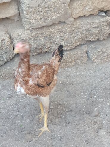 Toyuqlar: Salam heyrati fere satilit yumurtlayir