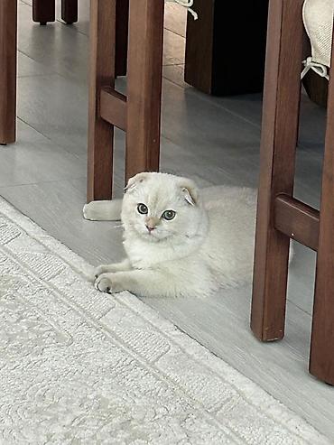 Вязка кошек: 🐾 Ищем котика для будущей вязки 🐾 Наша кошечка — скоттиш-фолд, сейчас — 2