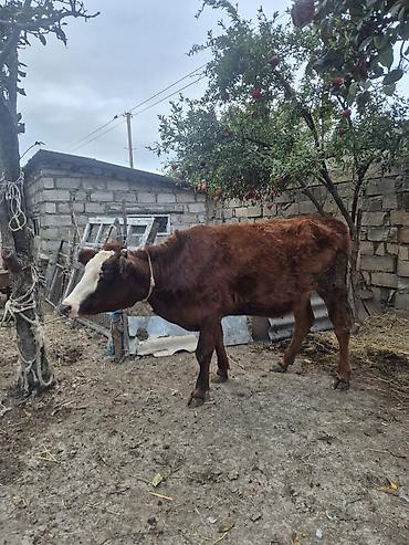 xacmazda inəklər: Məhsul: Mal-qara (2 baş) Təsvir: - Fotoşəkillərdə 2 baş iri buynuzlu — 2