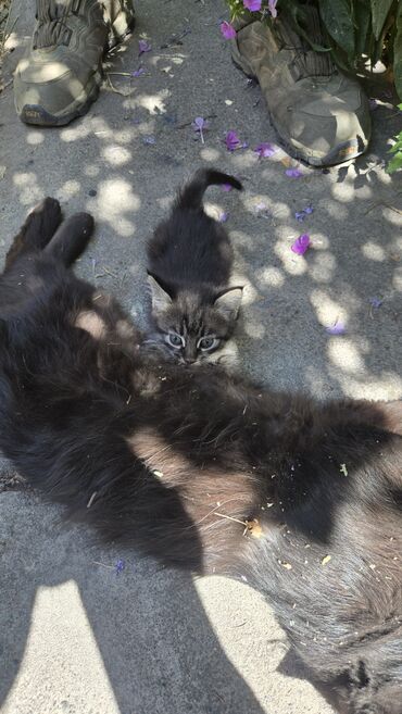 сколько стоит домик для кошки: 🐱 В добрые руки отдаются котята от уличной кошки. Котята ещё немного