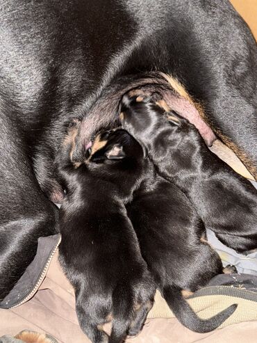 İtlər: Doberman, Erkek — 9