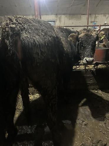 Коровы, быки: Продаю | Корова (самка) | Для молока | Привязанные — 6