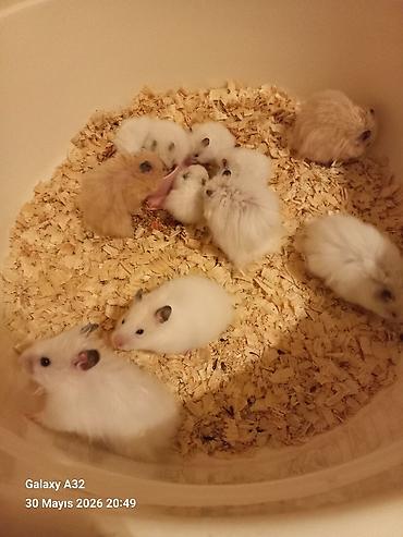 sabuncu toyuq bazari: Hamster satılır ünvan merdekan şüvəlan vatsap nomresi 0515913288 — 8