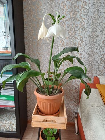 Другие комнатные растения: Эухарис, амазонская лилия