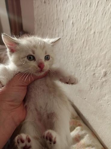 Продажа кошек: Бенгальская, 1 месяц, Мальчик, Приучена к лотку — 2