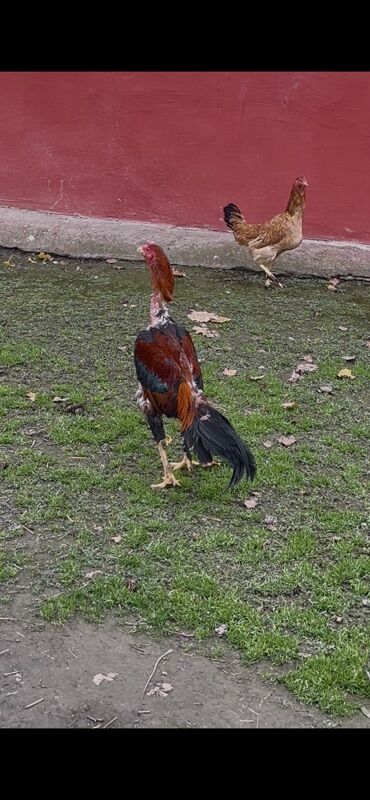 Xoruzlar: Heyratı xoruz satılır 1 il 3 aylıq. Cins: Uzunboyun, sərt bədən — 7