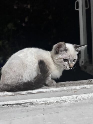 шатлански кошка цена: Сиамская, 6 месяцев, Девочка, Белый, Приучена к лотку