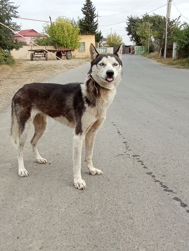 pişik qiymətləri: Xaski, 6 ay, Dişi, Ünvandan götürmə