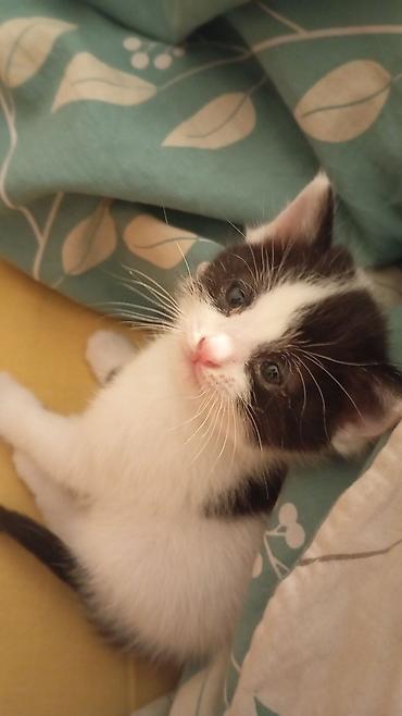 отдам котенка в добрые руки: Кошка даром: Беспородная, 1 месяц, Мальчик — 3