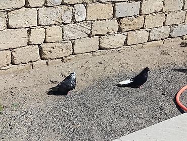yuxuda qaz balalari gormek: Cüt nikalay hazır cutduler Maya paqonnu cil Erkey ağ quyrug — 1