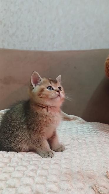 Pişiklər: Britan — 13