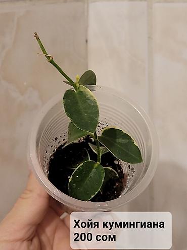 Хойи: Хойи
Цены и названия на фото — 4