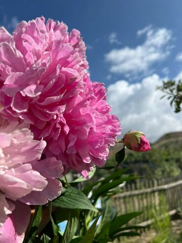 куплю детскую машинку: В продаже пионы. 1 глазок 250 сом, в корне почти все от 3 до 5,6