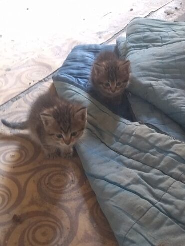 бекер буюмдар: Отдам котят в надёжные и добрые руки Котятам почти 2 месяца они очень