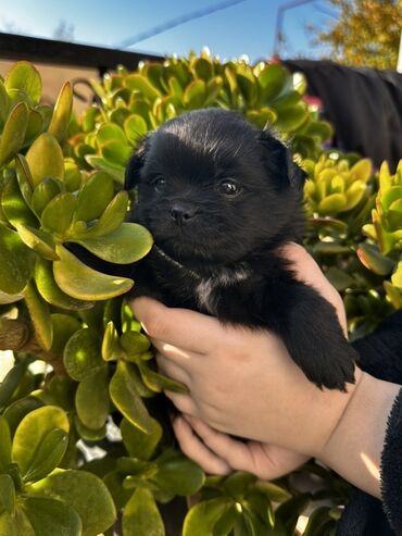 İtlər: Şpitz — 10