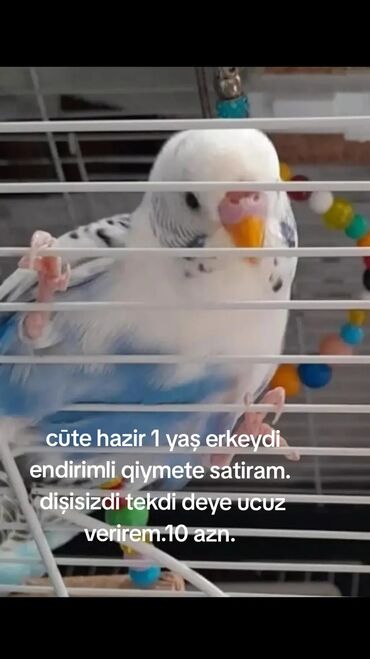 Tutuquşları: Tecili satilir qizģin valnistı erkeydi . dișisi yoxdu subaydi .alin