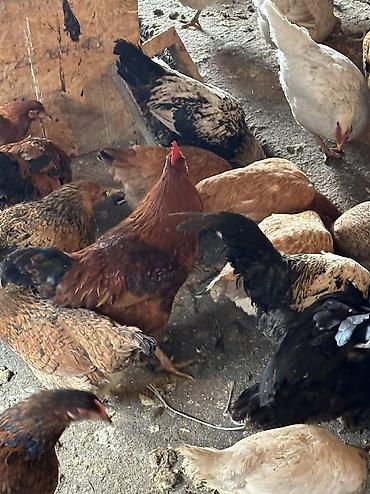 Птицы: Домашние куры — 12