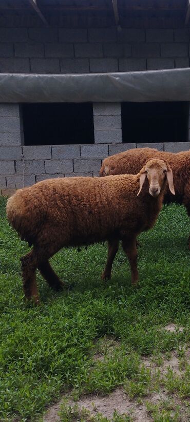 рамановские овцы: Продаю | Овца (самка) | Арашан | Для разведения | Ярка