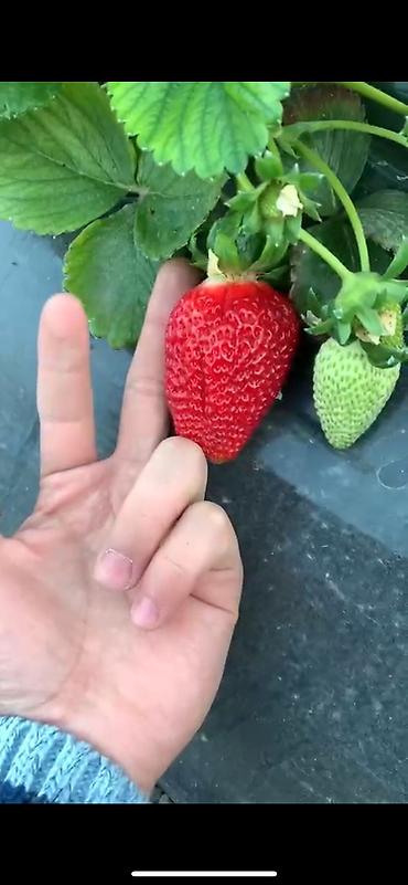 Теплицы: Тепличный комплекс каркасного типа - Арочные теплицы на металлическом — 16