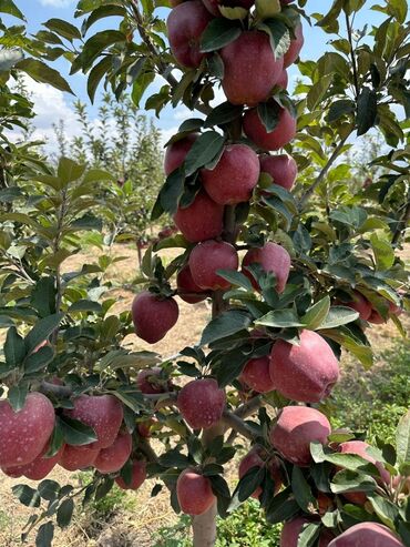 продам яблоко: Яблоки Крипсон, Оптом