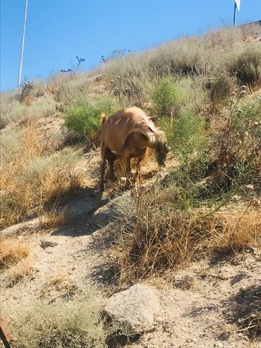 Keçi, çəpiş: Məhsul: Qoyun-keçi təsərrüfatı üçün keçilər Təsvir: - Şəkillərdə — 20