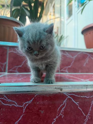 мышык парода: Пухлый серый котёнок с короткой, густой плюшевой шерстью. Окрас — 9